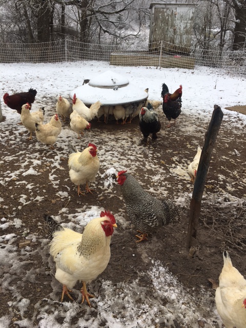 Chickens in winter
