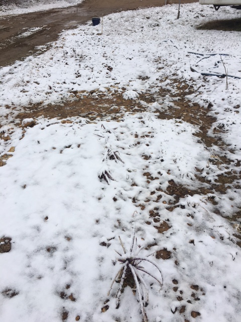 Medicinal Garden in the Wintertime