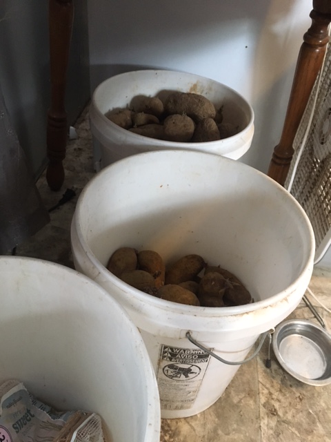 potatoes in buckets in the kitchen