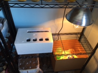 side-by-side incubator and brooder