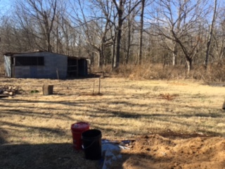 the beginnings of an orchard