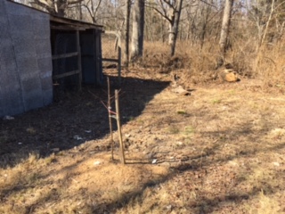 Properly planted peach tree