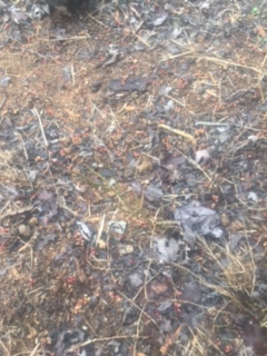 newly planted blueberry plant