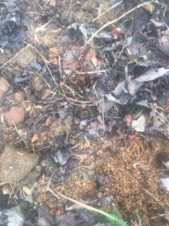 Just planted everbearing strawberry plant