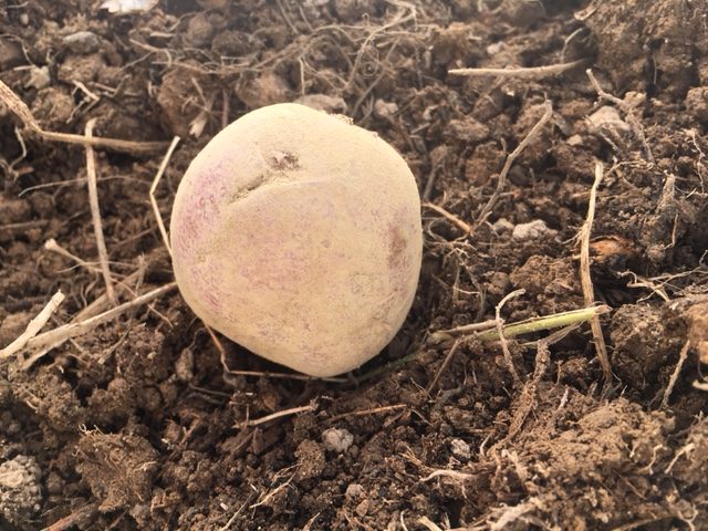 potato in garden