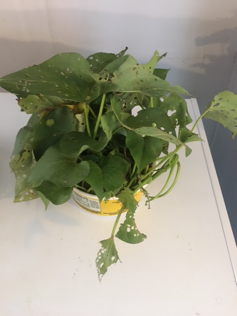 sweet potato greens in a pan of soil