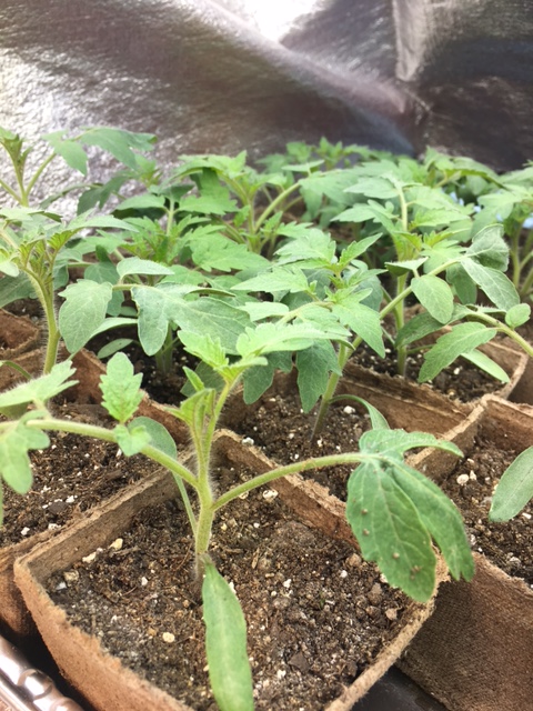 healthy young tomato plants