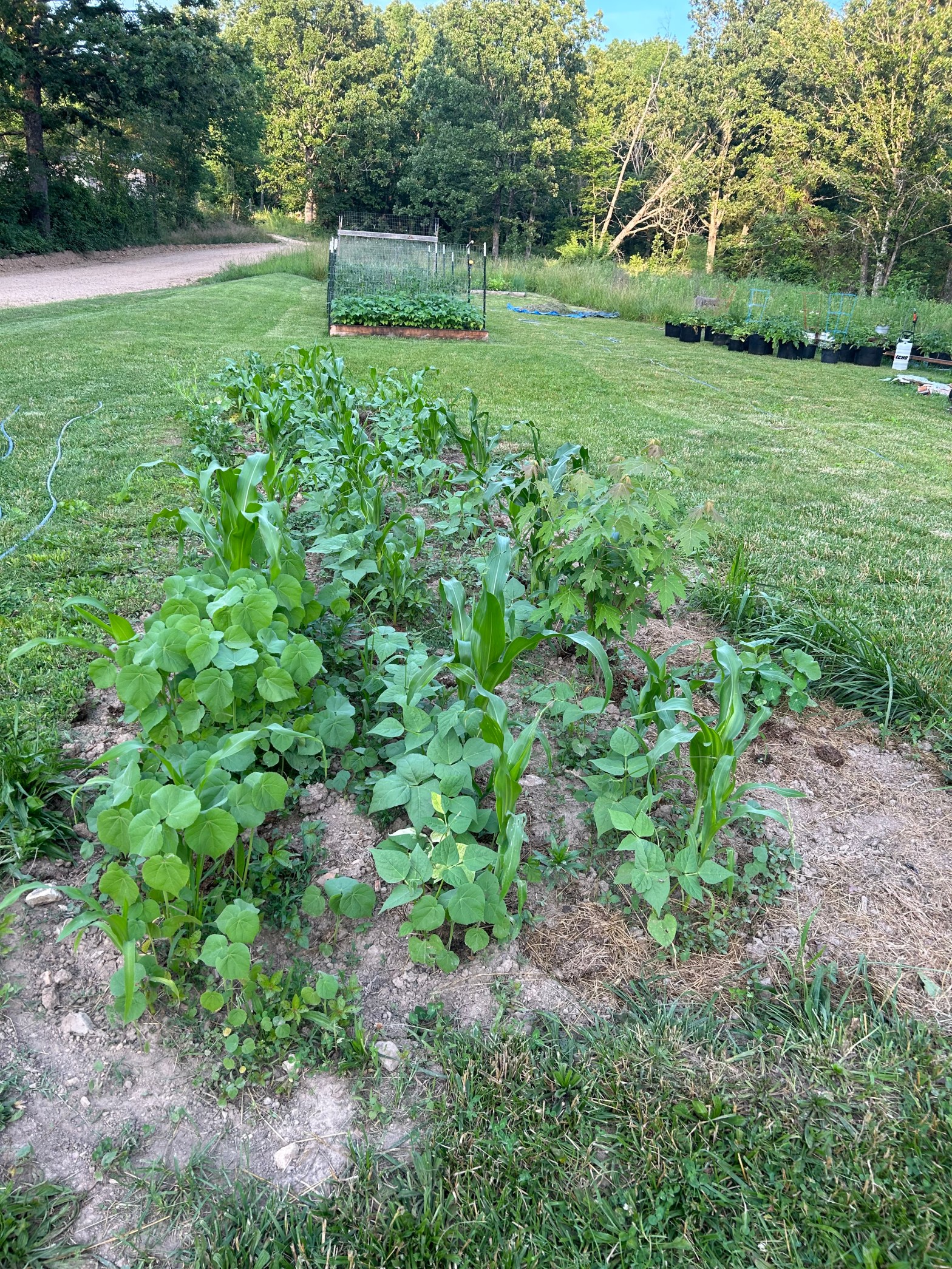 garden in raised beds and in ground beds