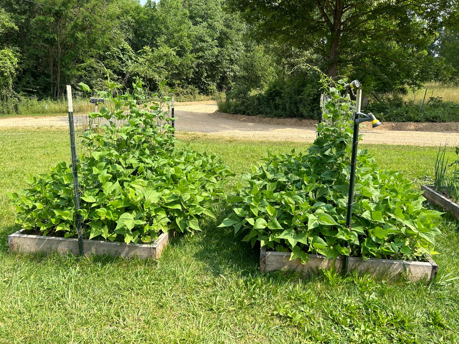 cooking ideas for fresh green beans